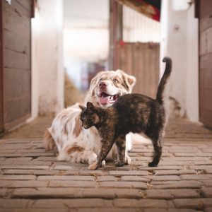 Cepillo a vapor para mascotas